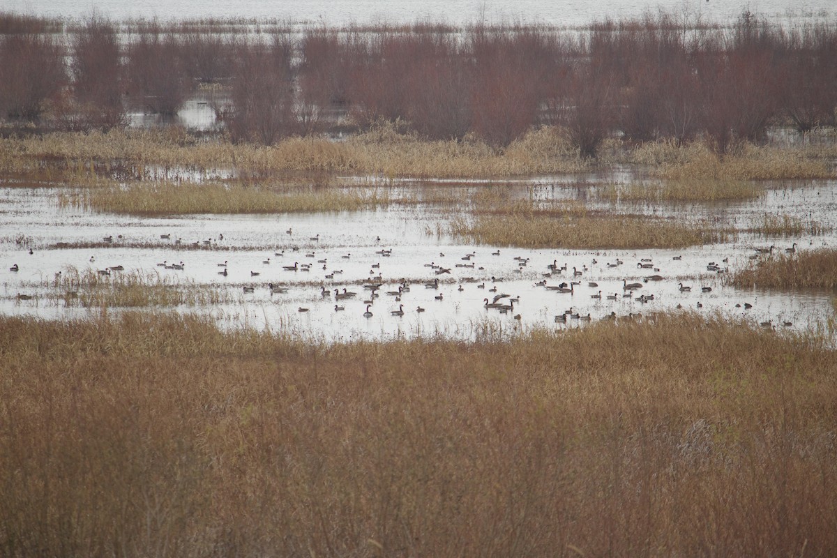 Canada Goose - ML646052373