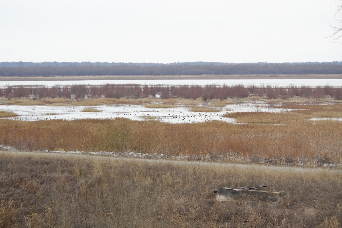 Canada Goose - ML646052374