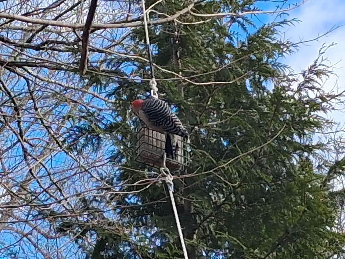 Red-bellied Woodpecker - ML646052377