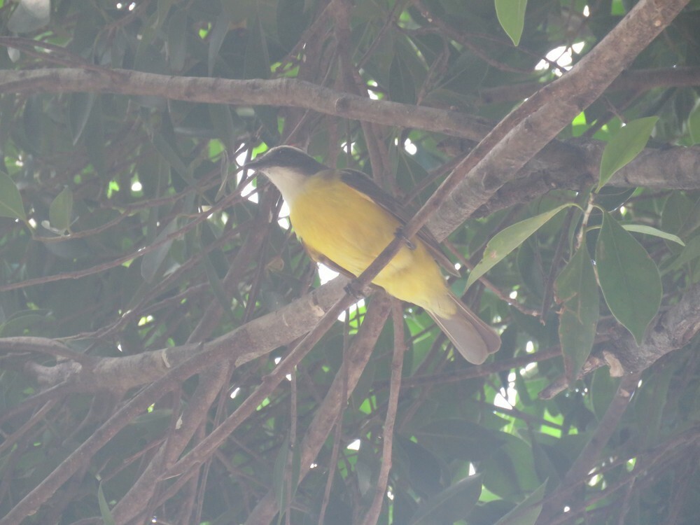 Красношапочный бентеви - ML646052380