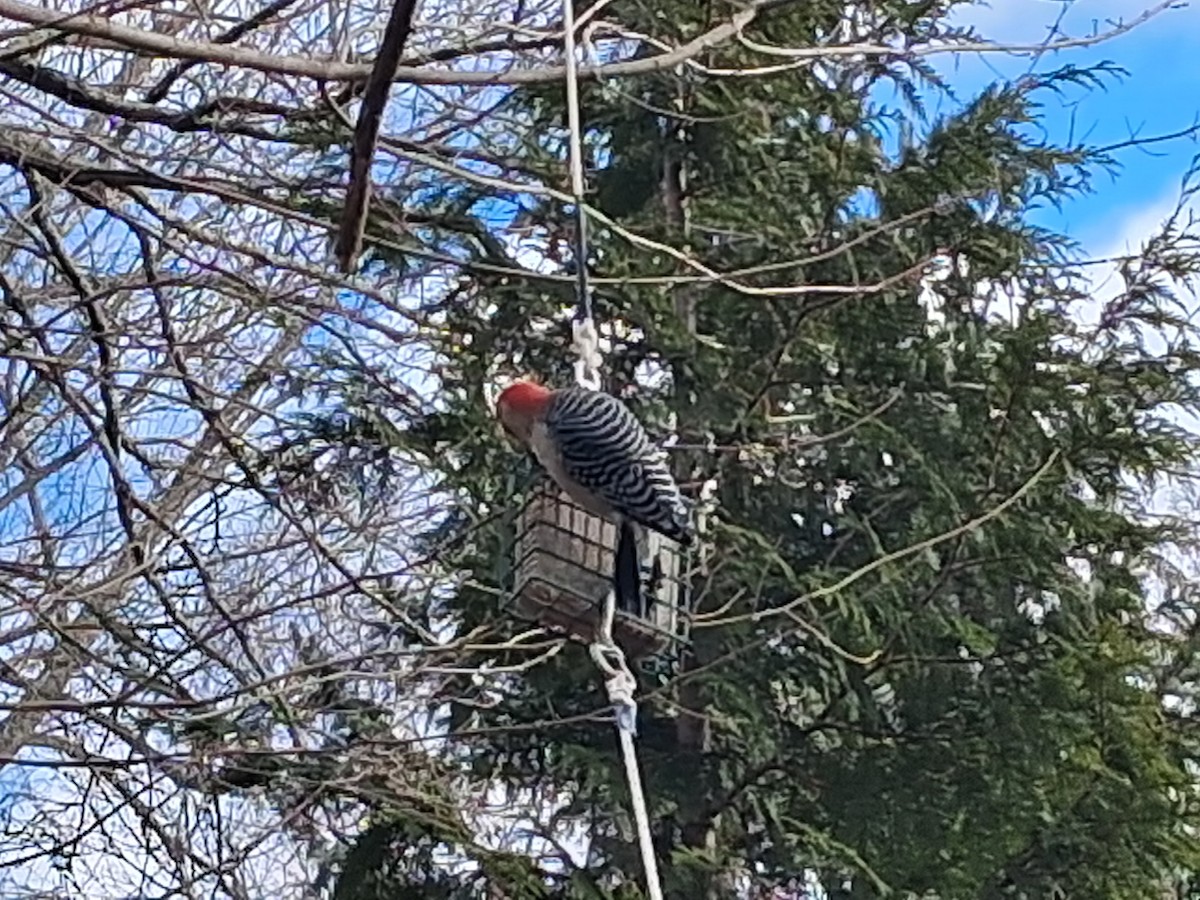 Red-bellied Woodpecker - ML646052384