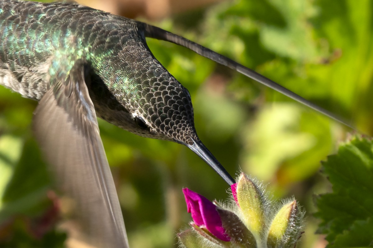 Anna's Hummingbird - ML646052385