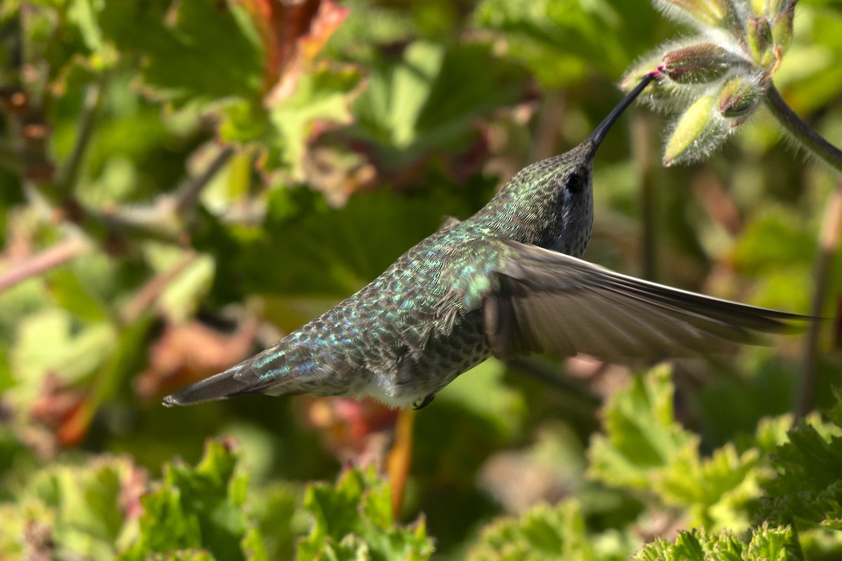 Anna's Hummingbird - ML646052386