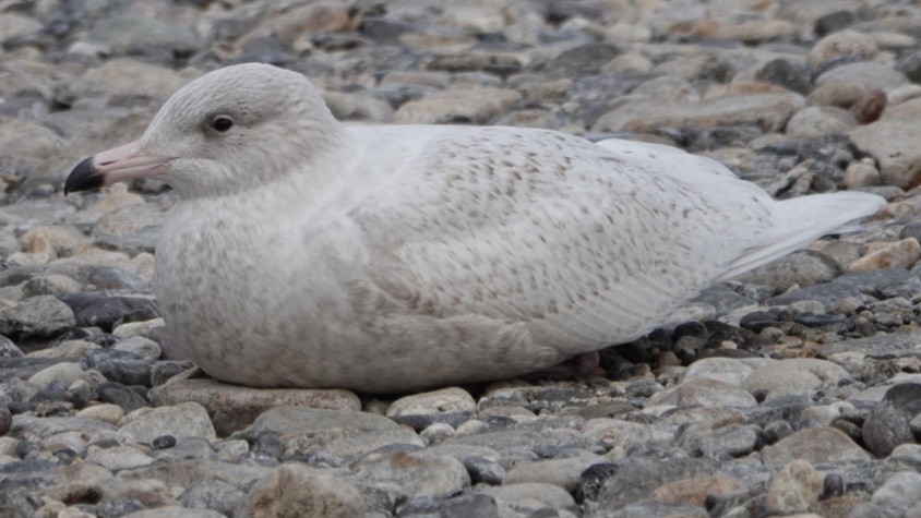 Glaucous Gull - ML646052388