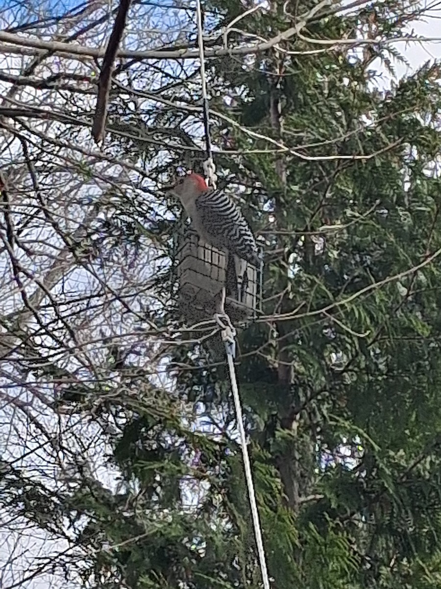 Red-bellied Woodpecker - ML646052389