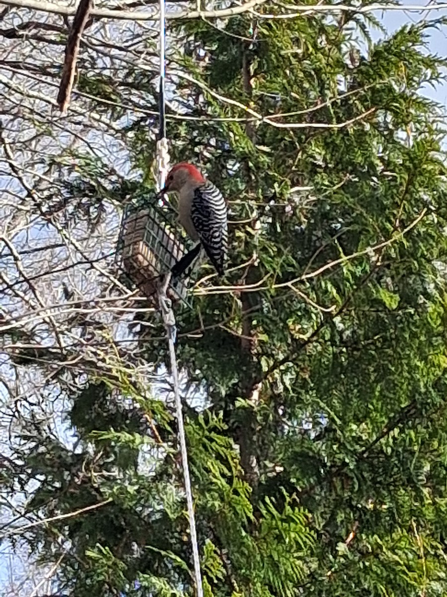 Red-bellied Woodpecker - ML646052392