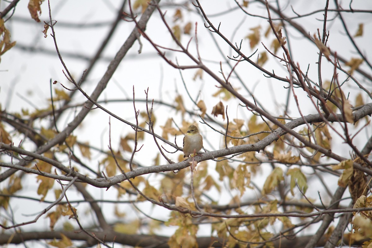 American Goldfinch - ML646052393