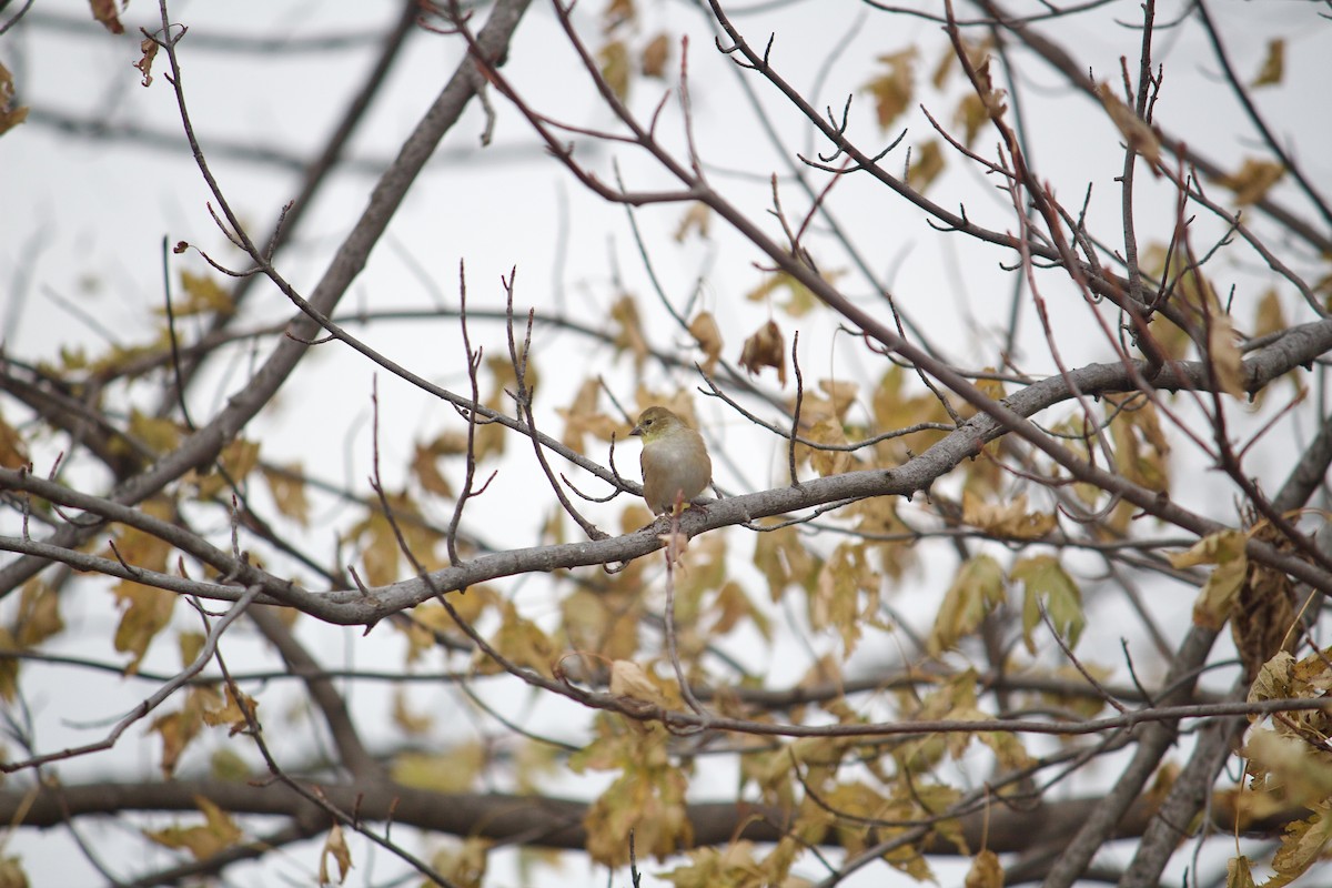 American Goldfinch - ML646052394
