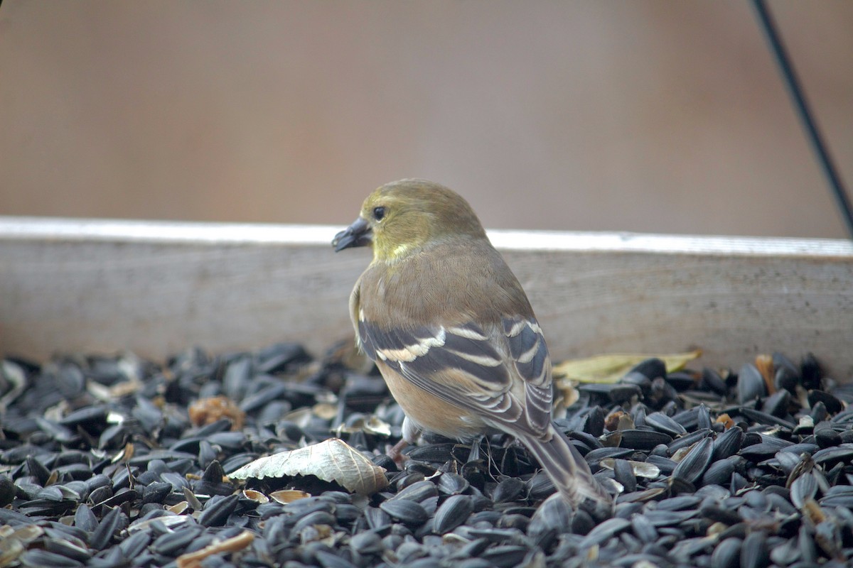 American Goldfinch - ML646052395