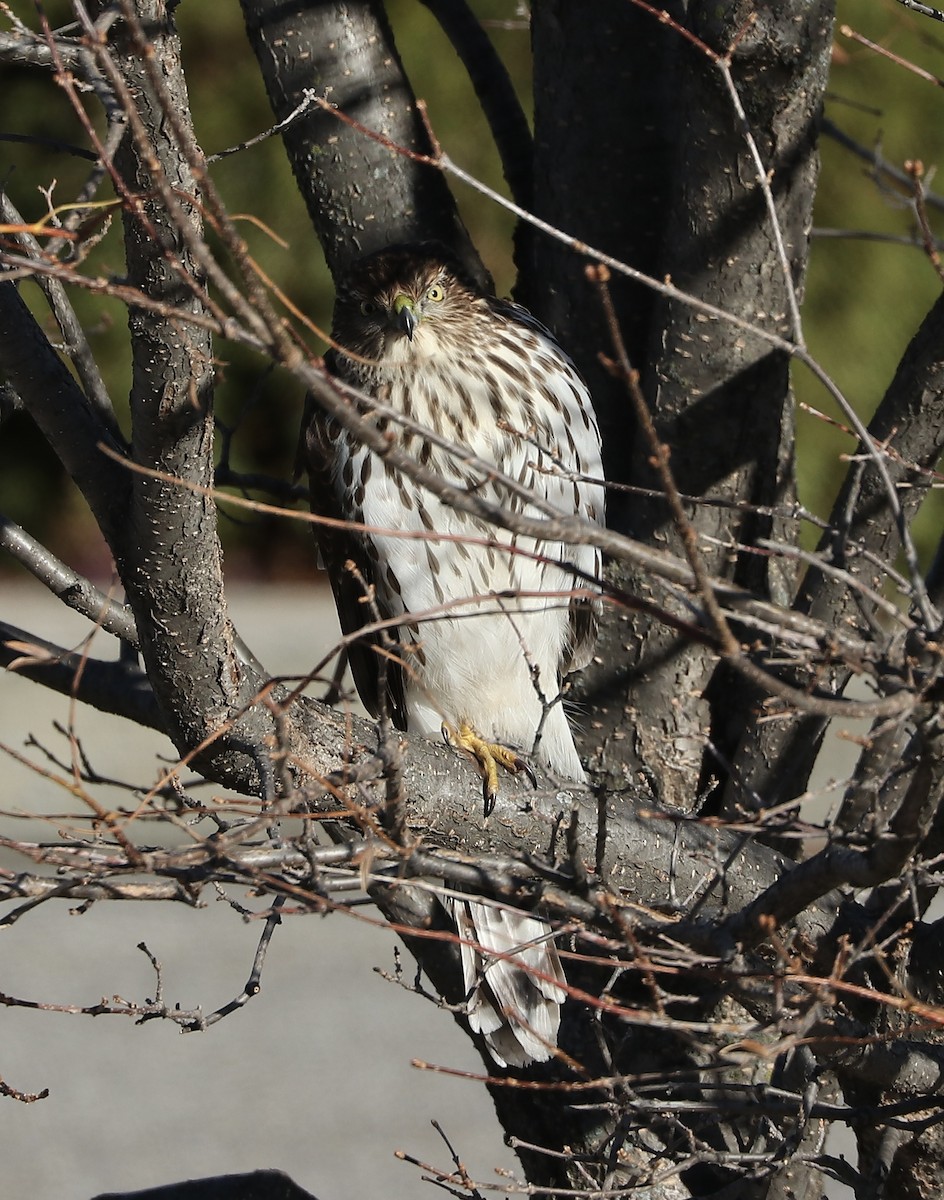 Cooper's Hawk - ML646052400