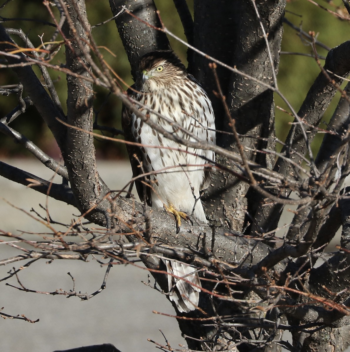Cooper's Hawk - ML646052401
