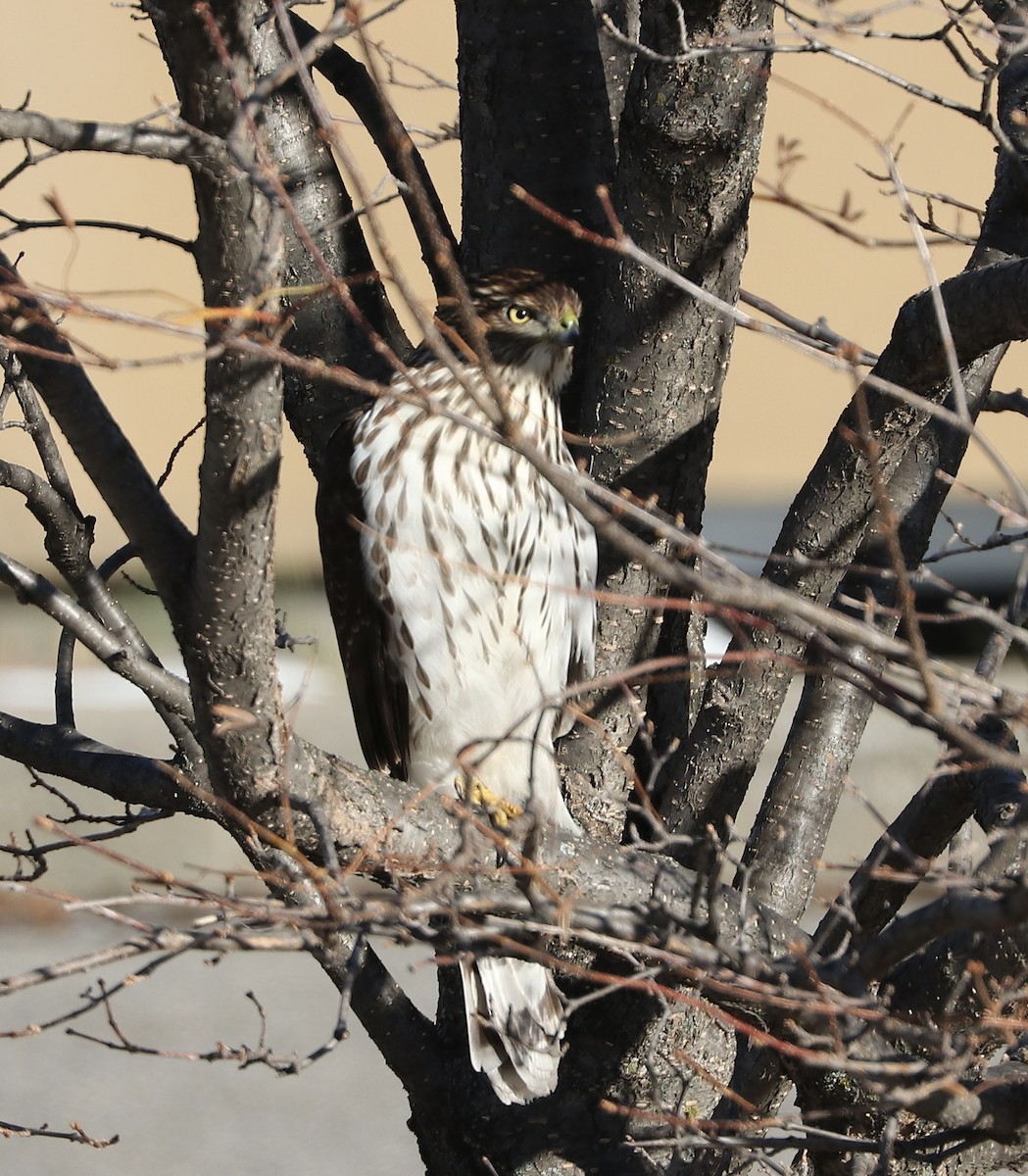 Cooper's Hawk - ML646052402
