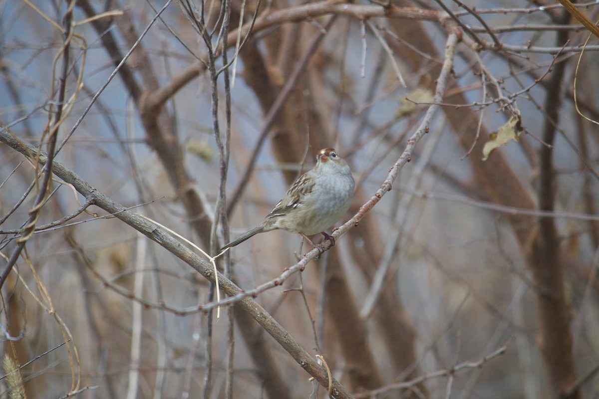 White-crowned Sparrow - ML646052405