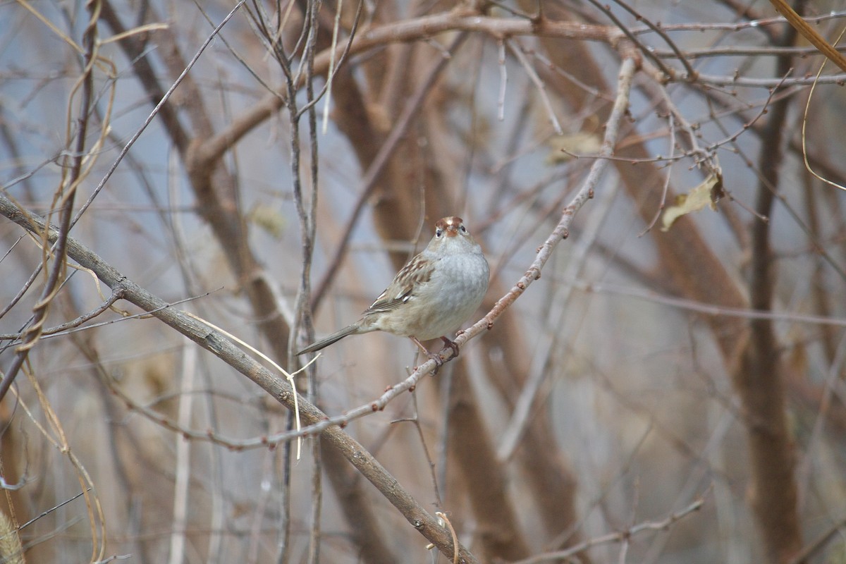 White-crowned Sparrow - ML646052406