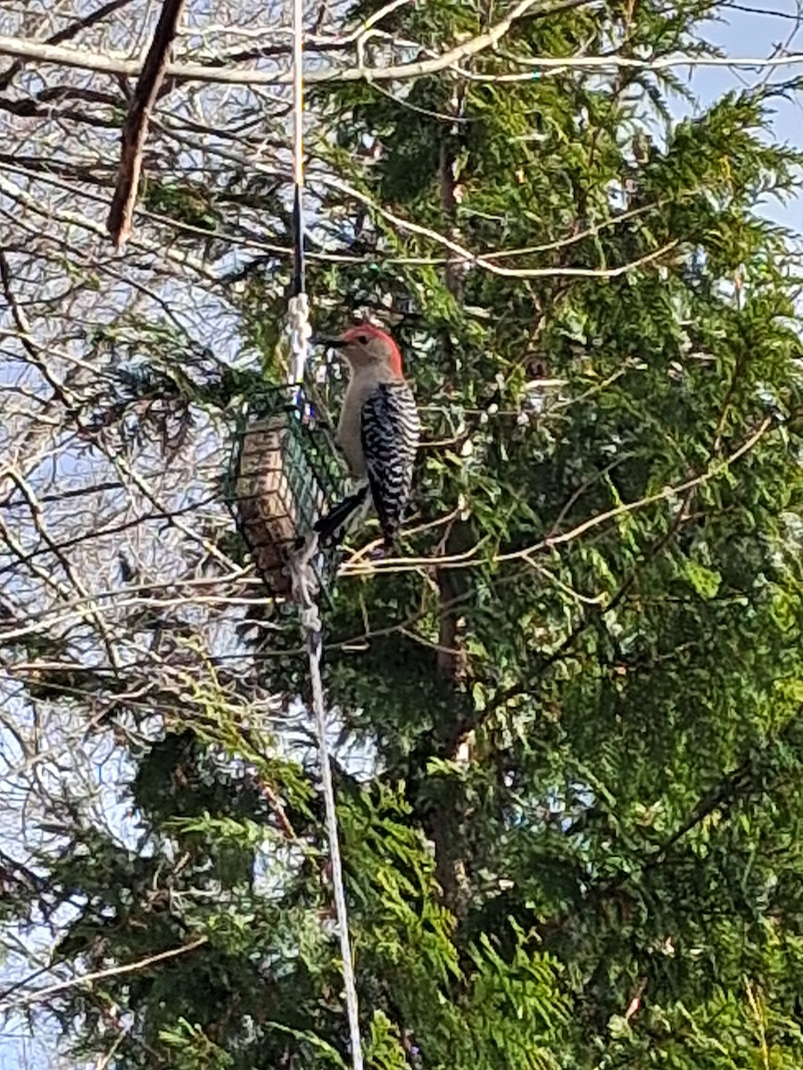 Red-bellied Woodpecker - ML646052407