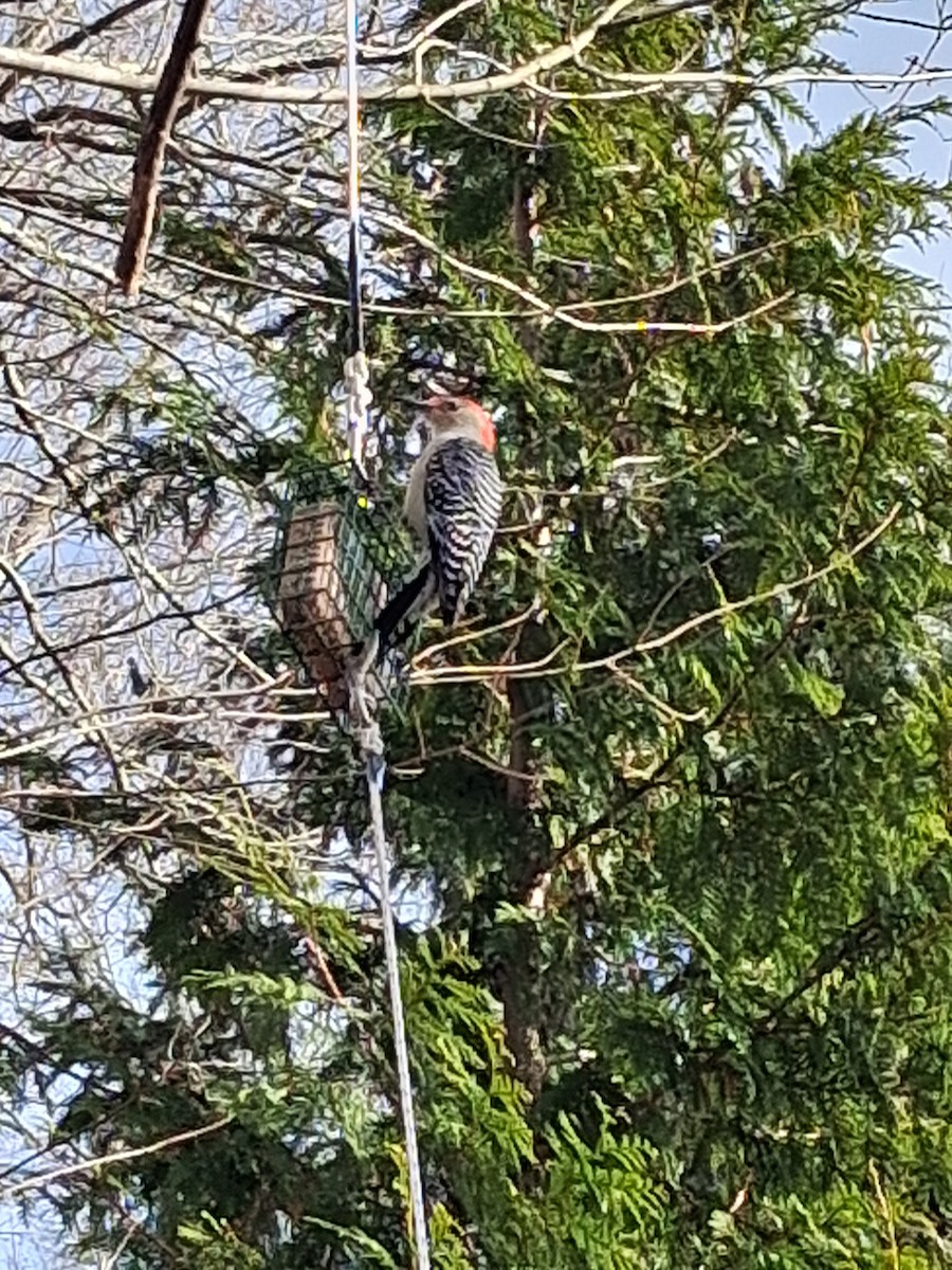 Red-bellied Woodpecker - ML646052408