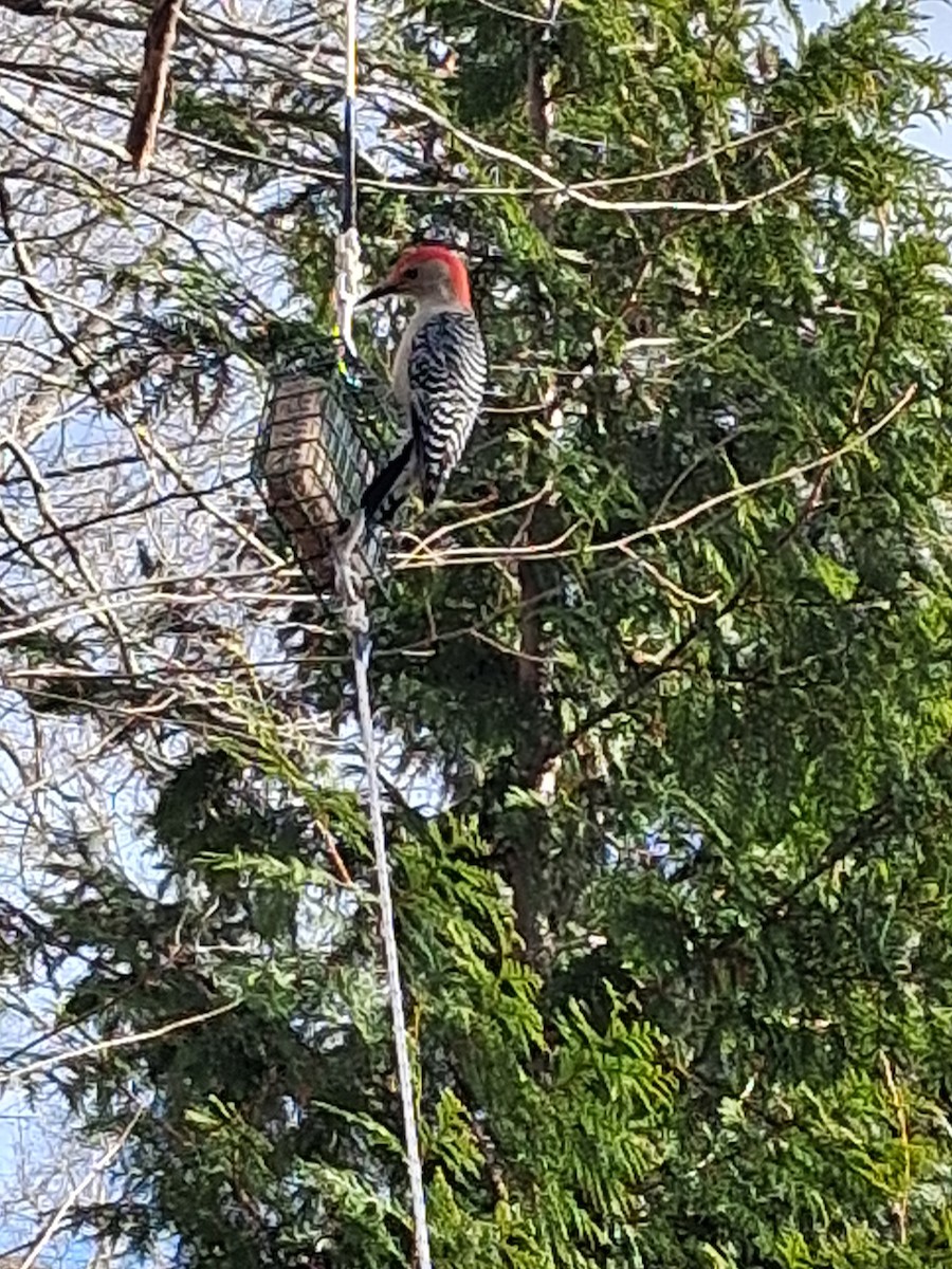 Red-bellied Woodpecker - ML646052409