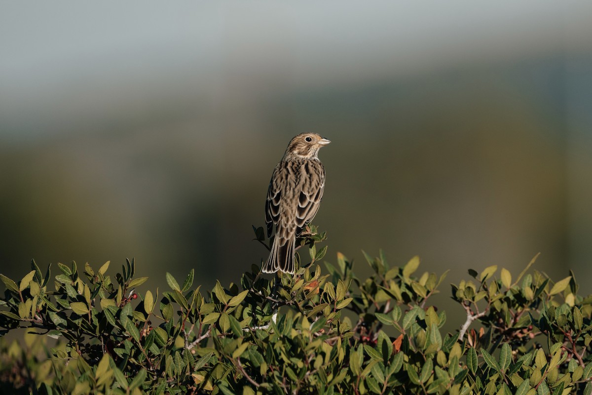 Corn Bunting - ML646052415