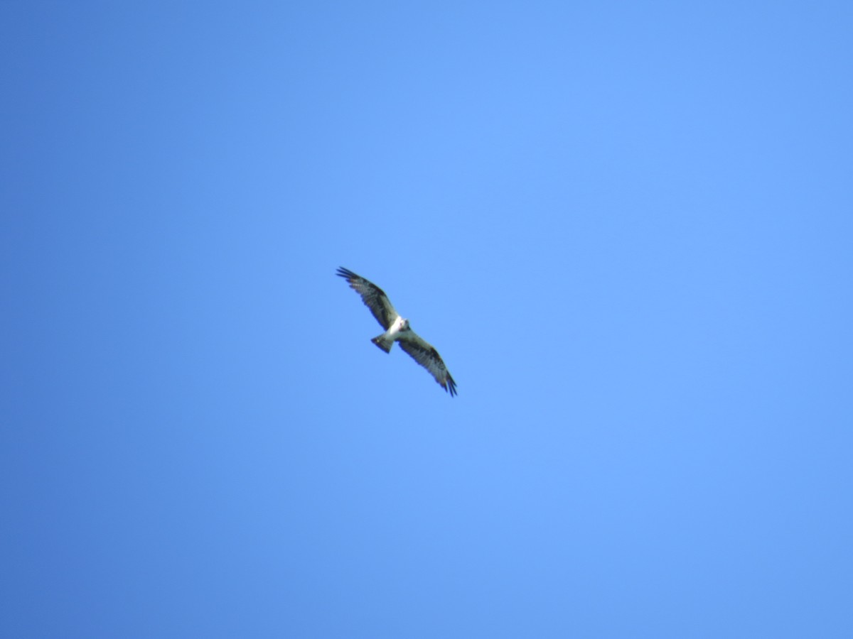 Osprey - ML646052424