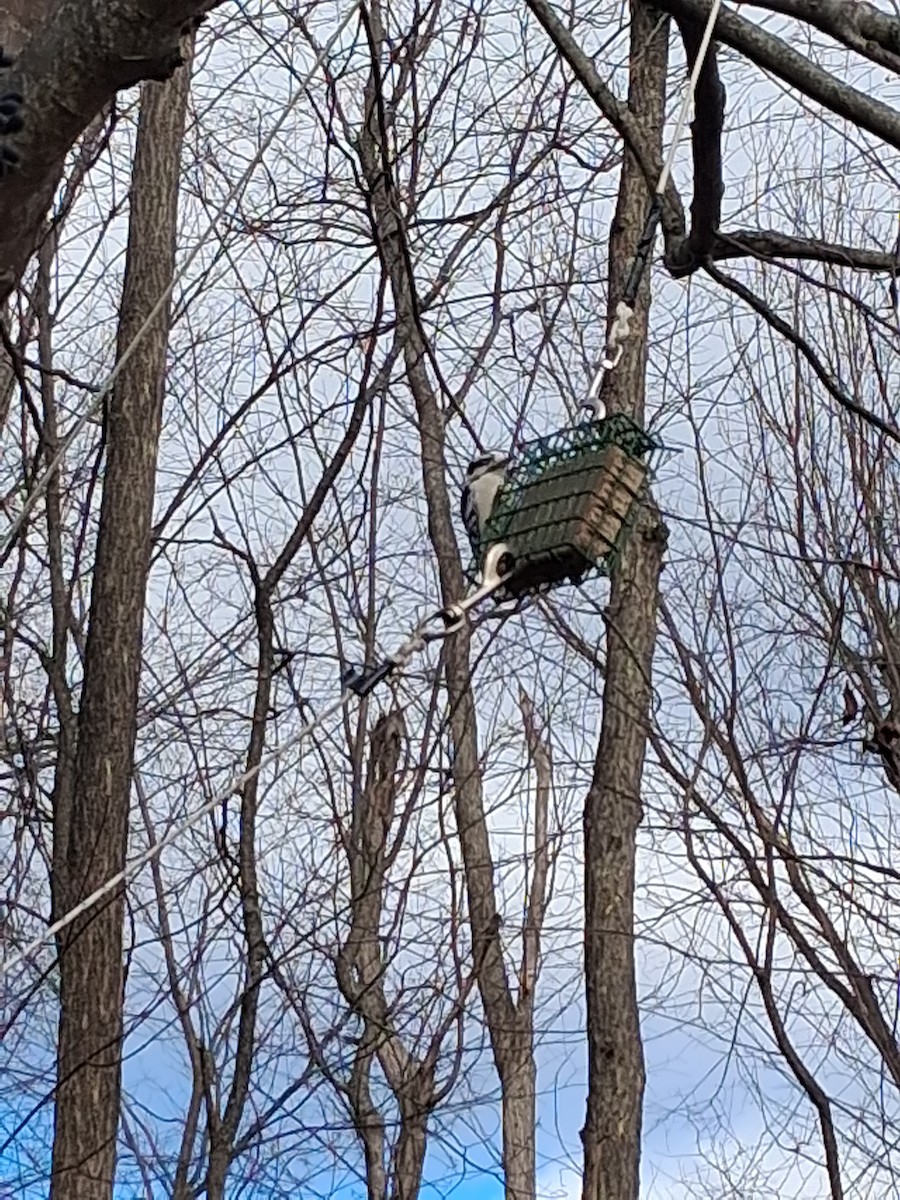 Downy Woodpecker - ML646052426