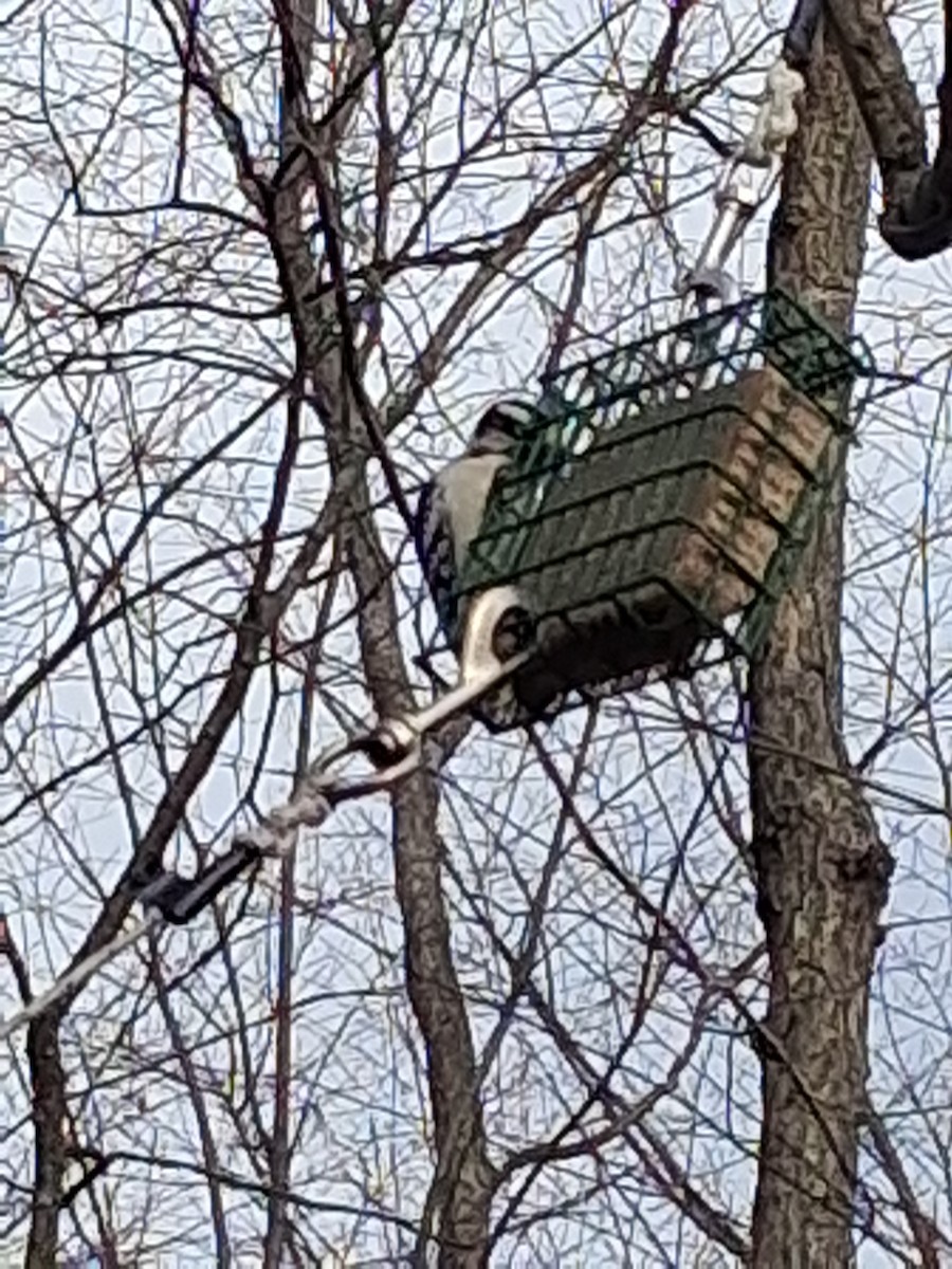 Downy Woodpecker - ML646052431