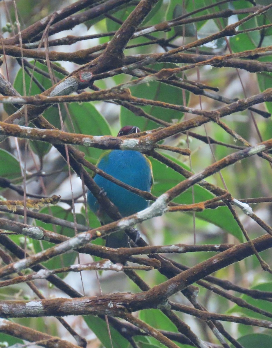 Bay-headed Tanager - ML646052436