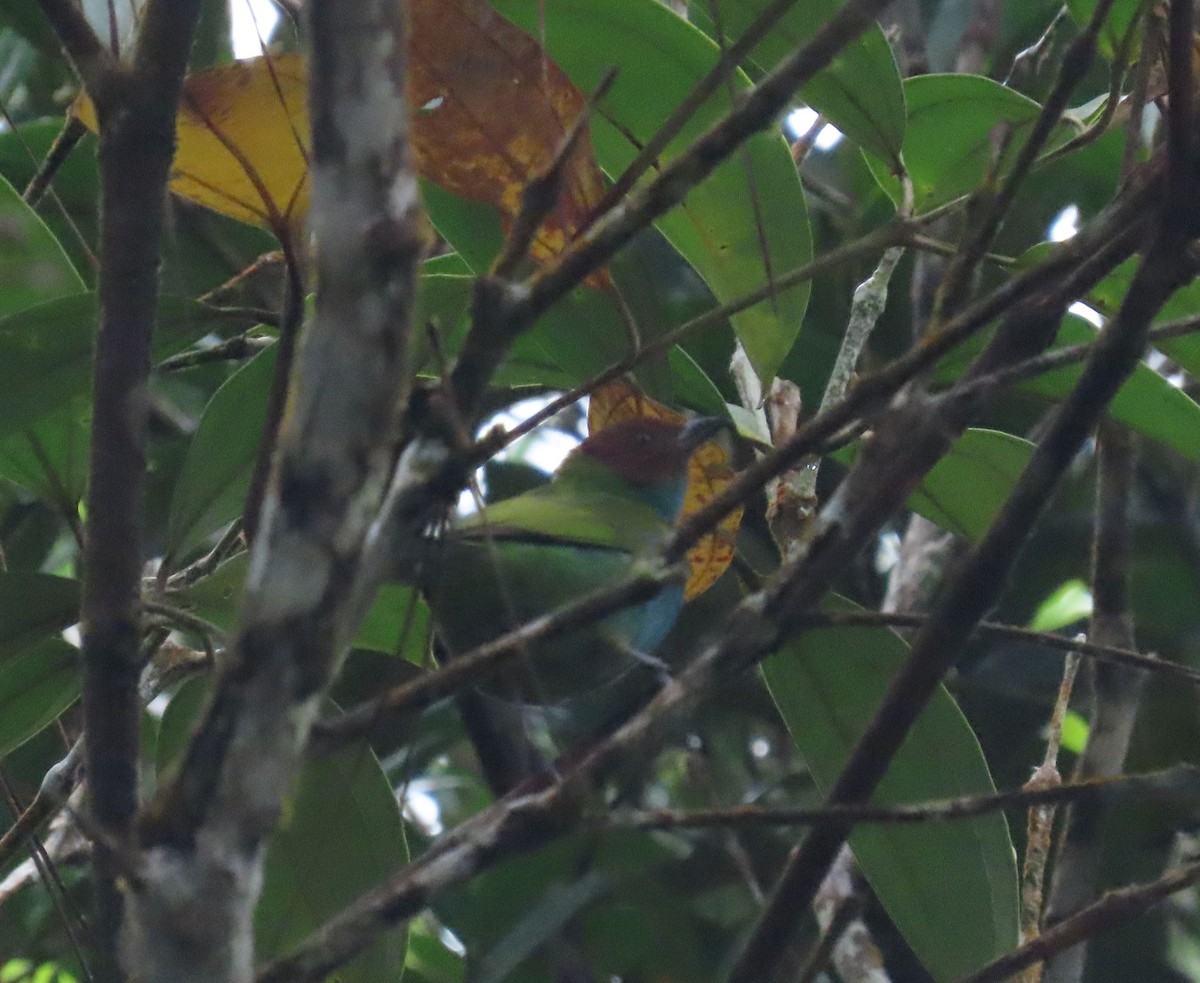 Bay-headed Tanager - ML646052437