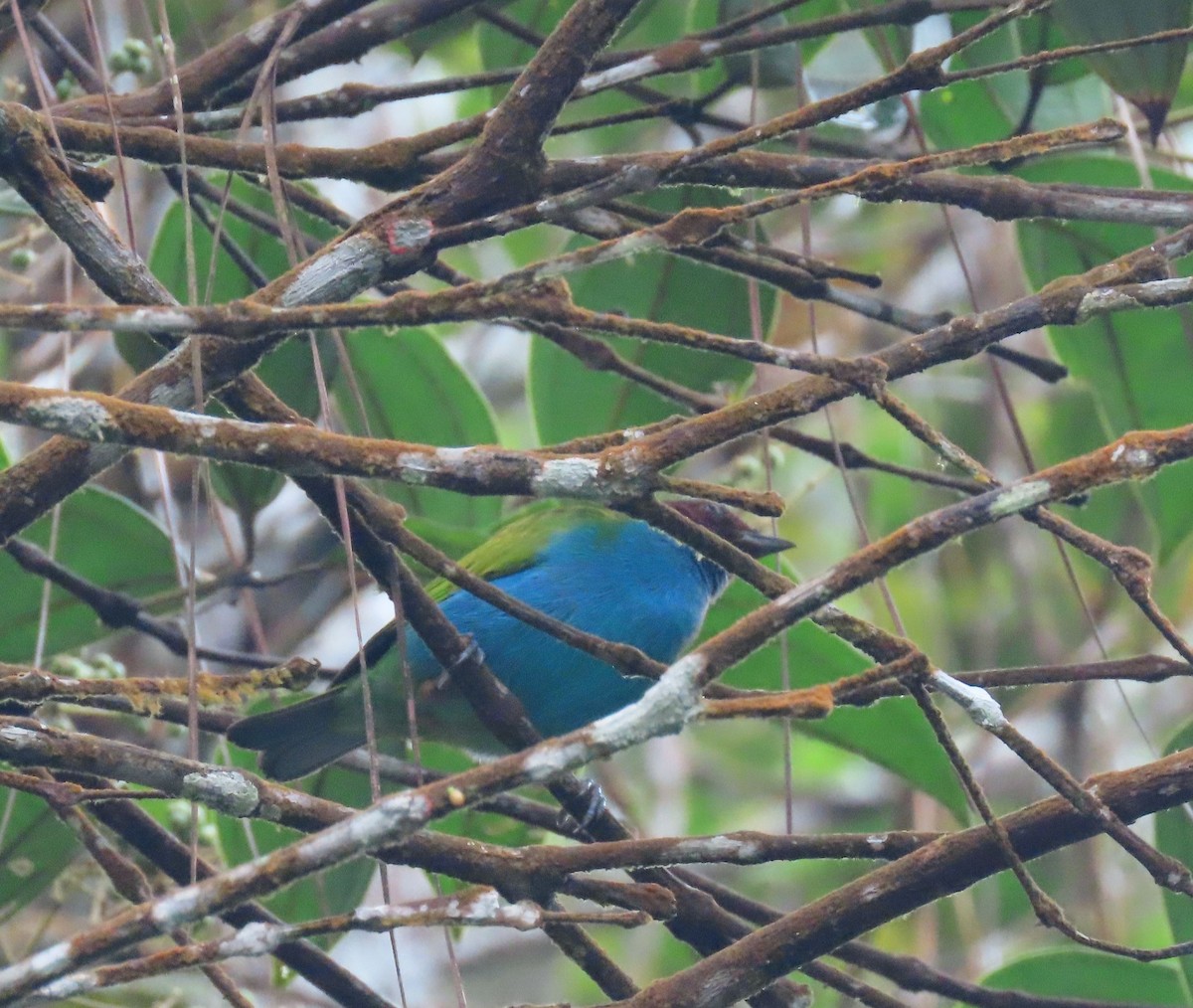 Bay-headed Tanager - ML646052438