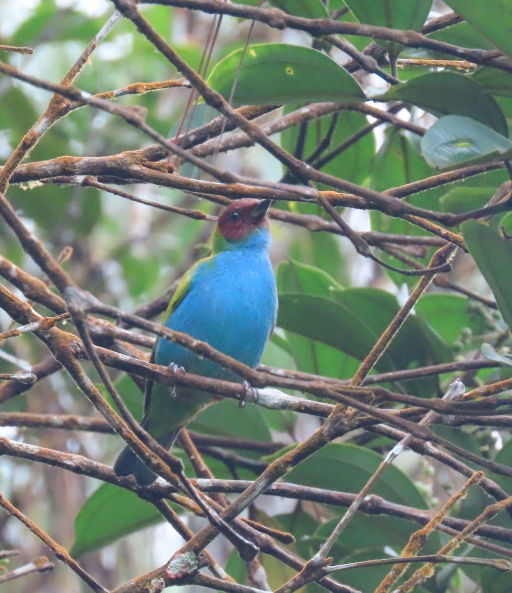 Bay-headed Tanager - ML646052439