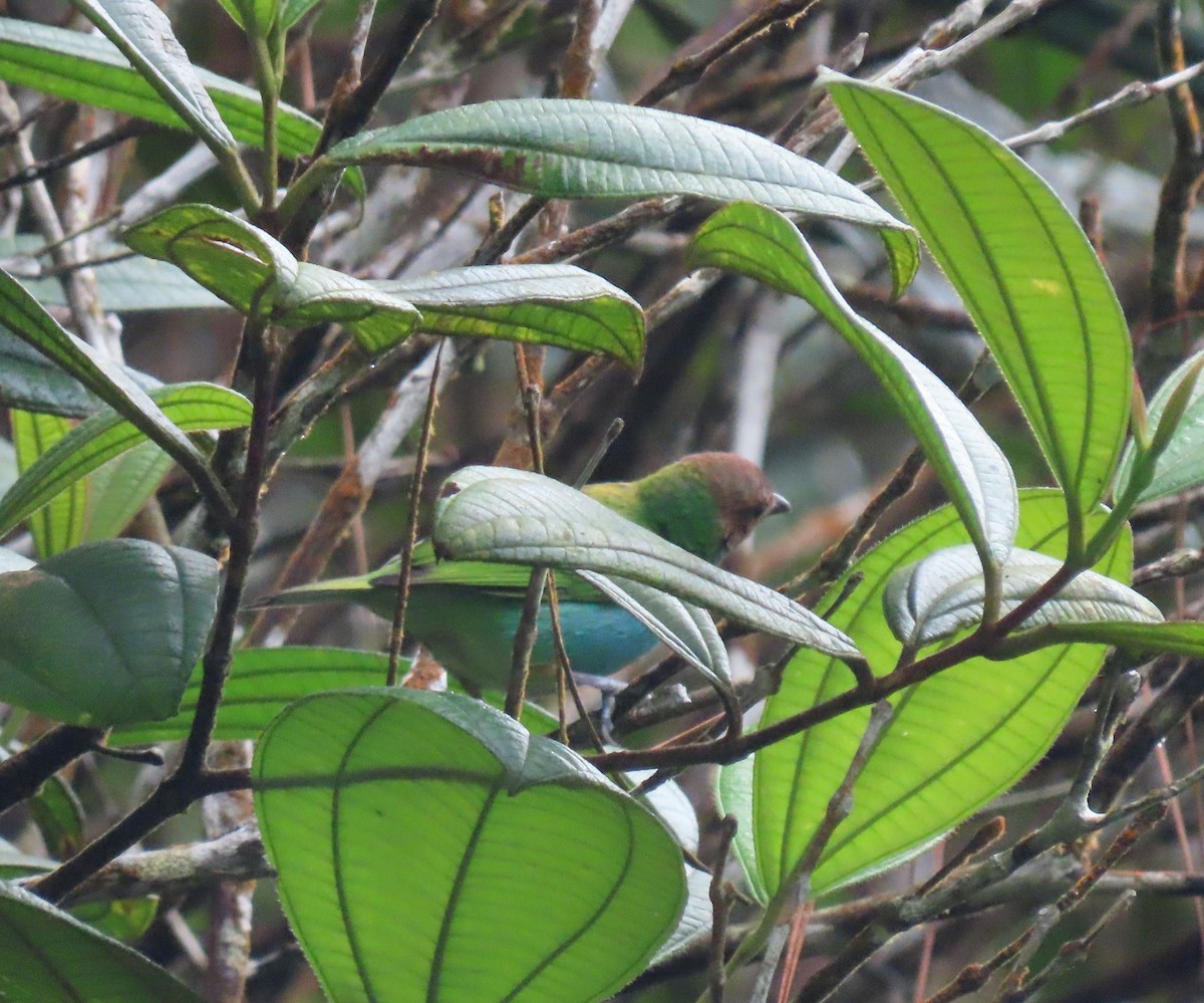 Bay-headed Tanager - ML646052440