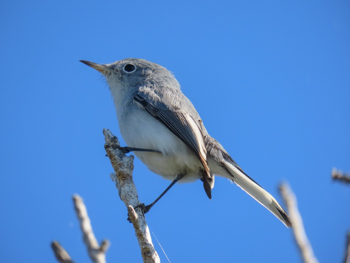 Blue-gray Gnatcatcher - ML646052441