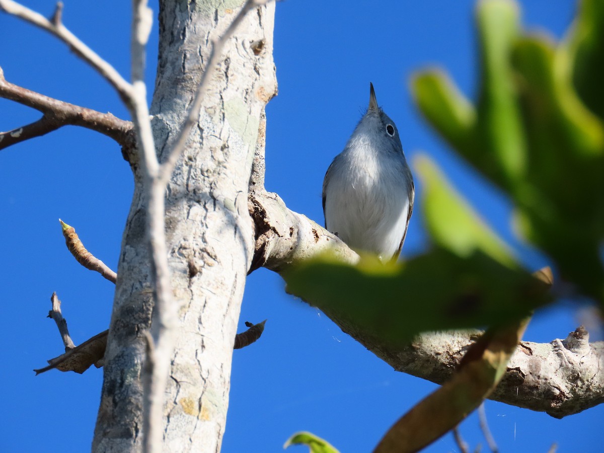 Blue-gray Gnatcatcher - ML646052442