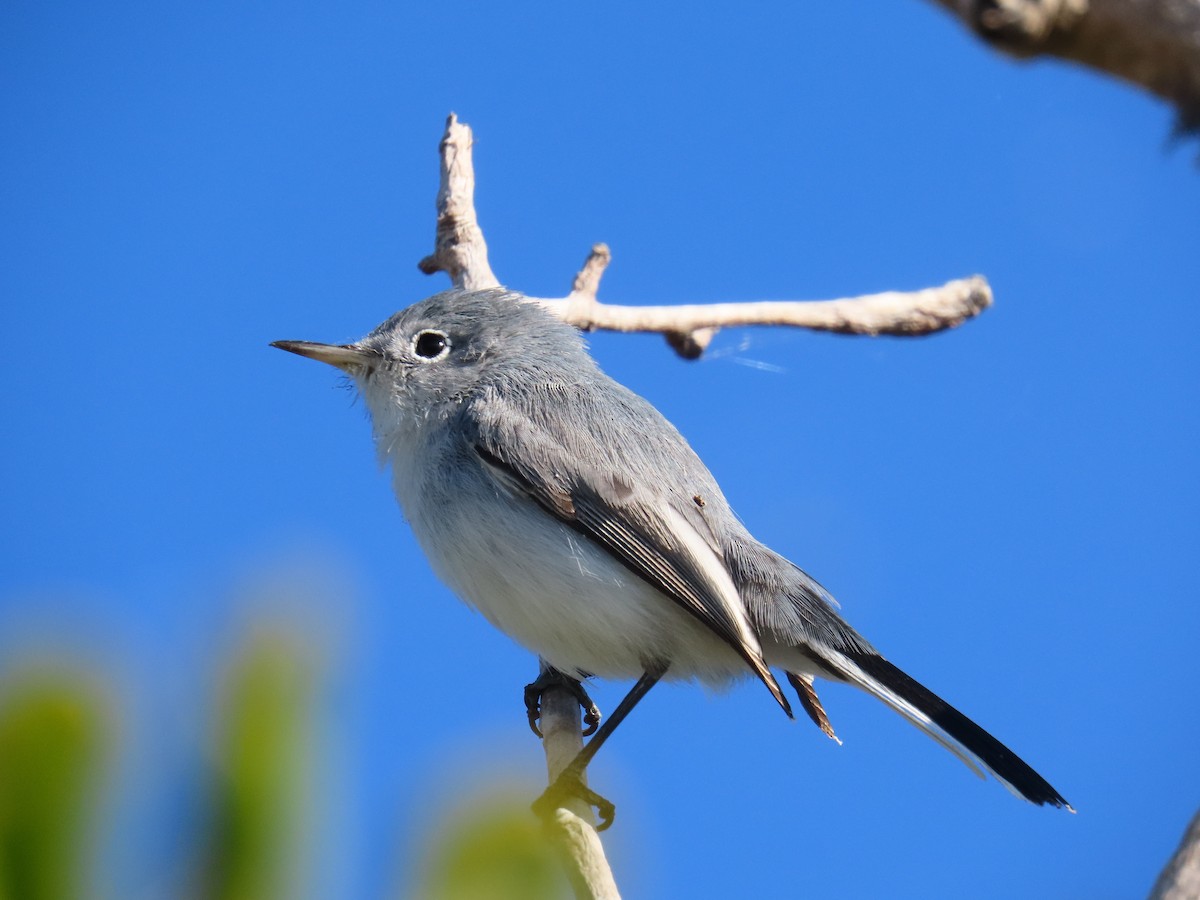 Blue-gray Gnatcatcher - ML646052443