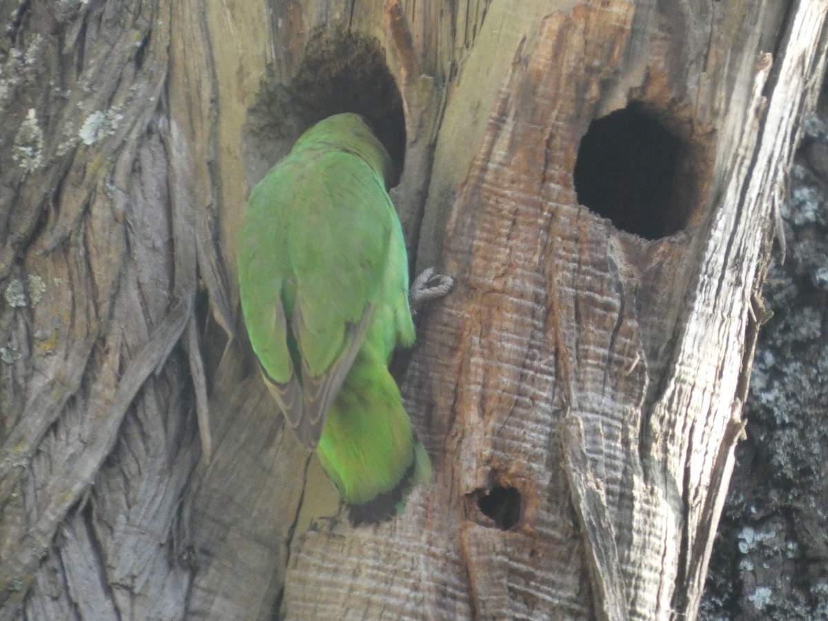 Black-winged Lovebird - ML646052444