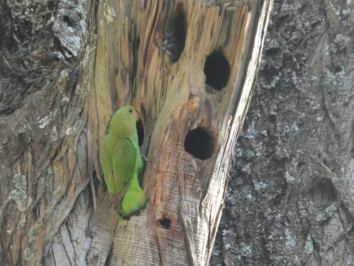 Black-winged Lovebird - ML646052445