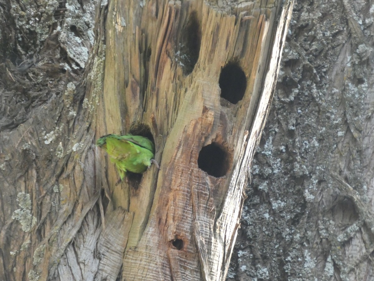Black-winged Lovebird - ML646052446