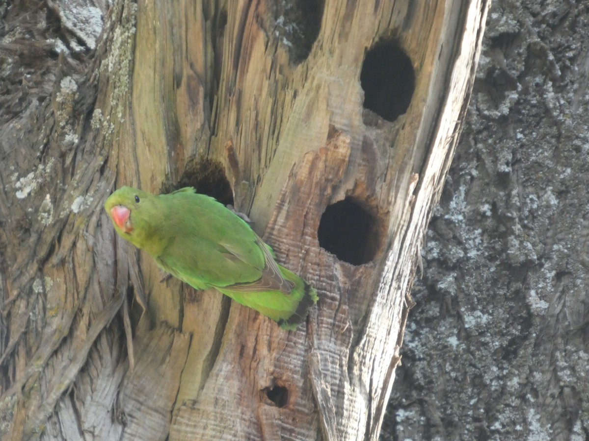 Black-winged Lovebird - ML646052447