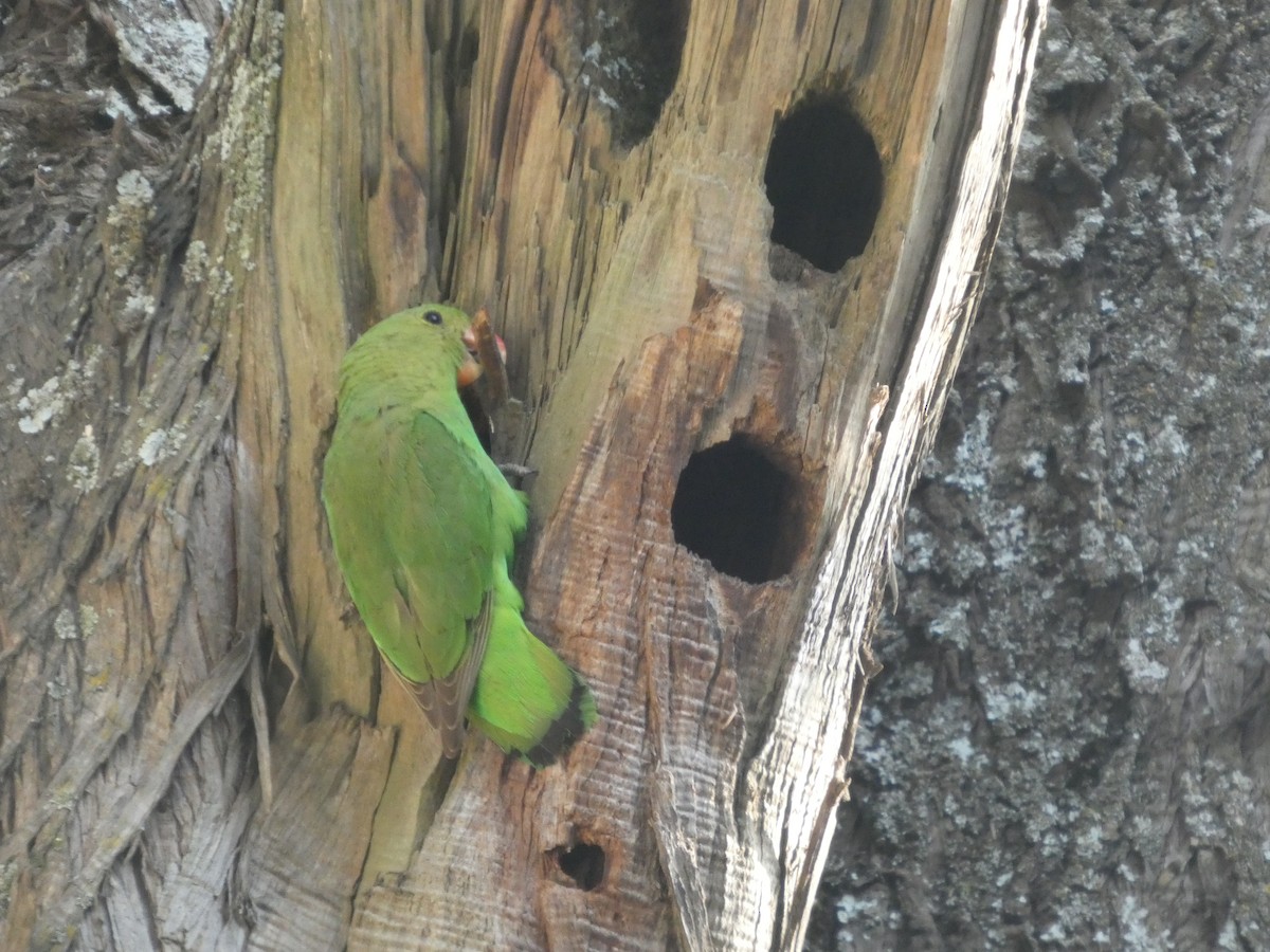 Black-winged Lovebird - ML646052448