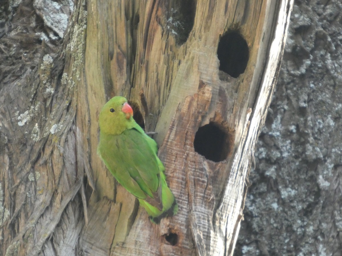 Black-winged Lovebird - ML646052449