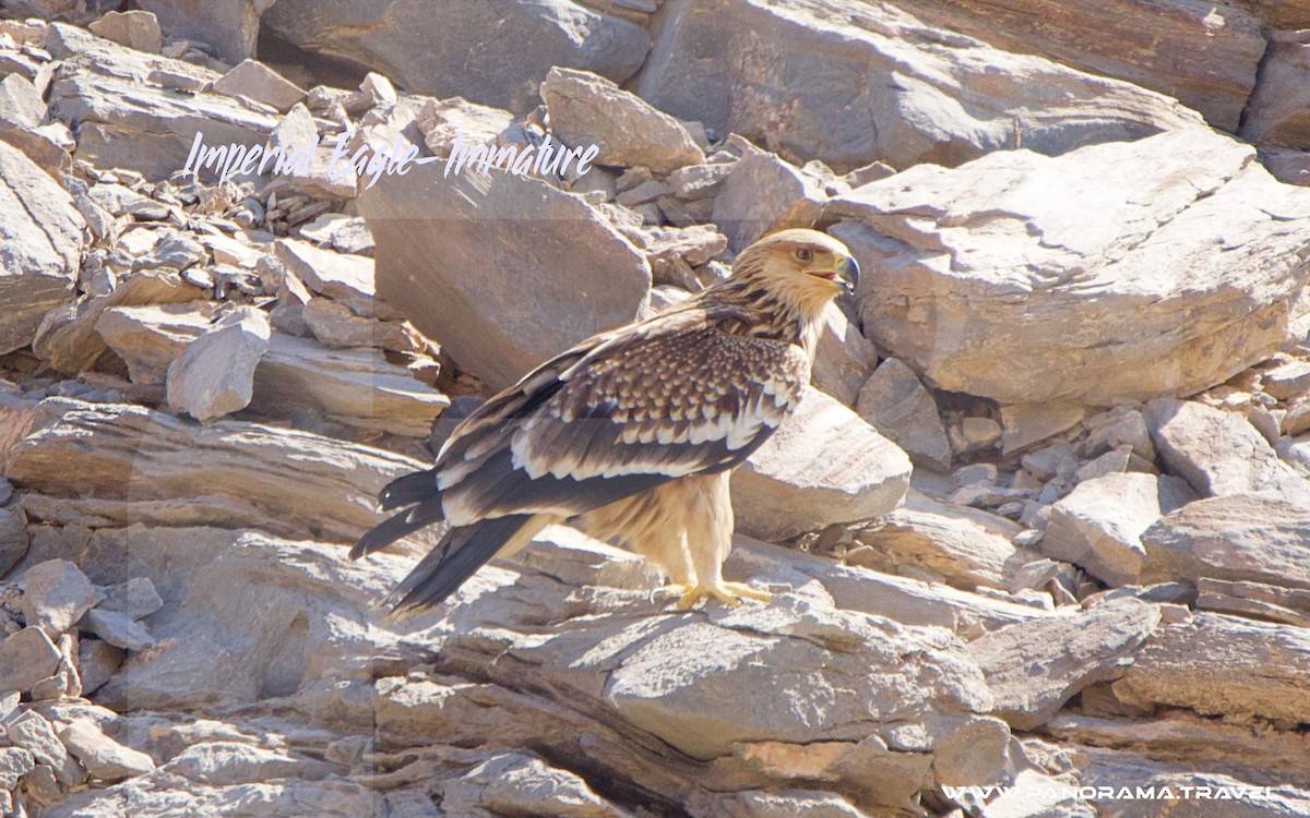 Imperial Eagle - ML646052451