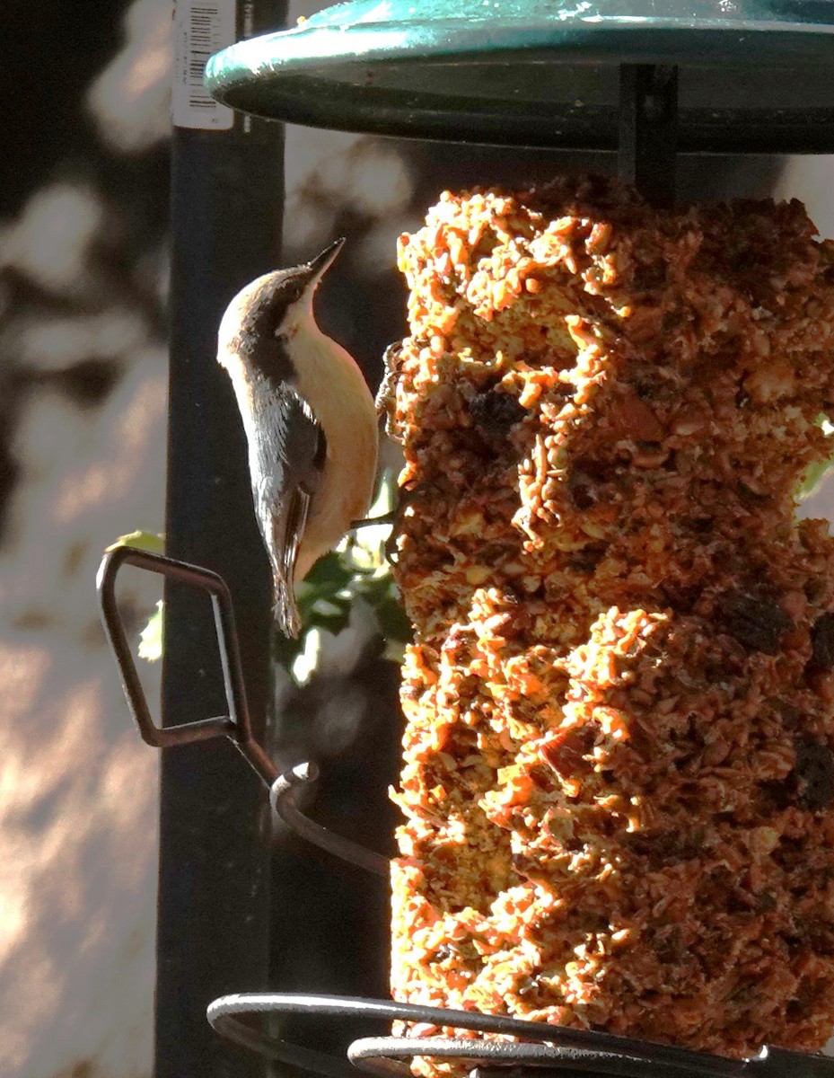 White-breasted Nuthatch - ML646052452