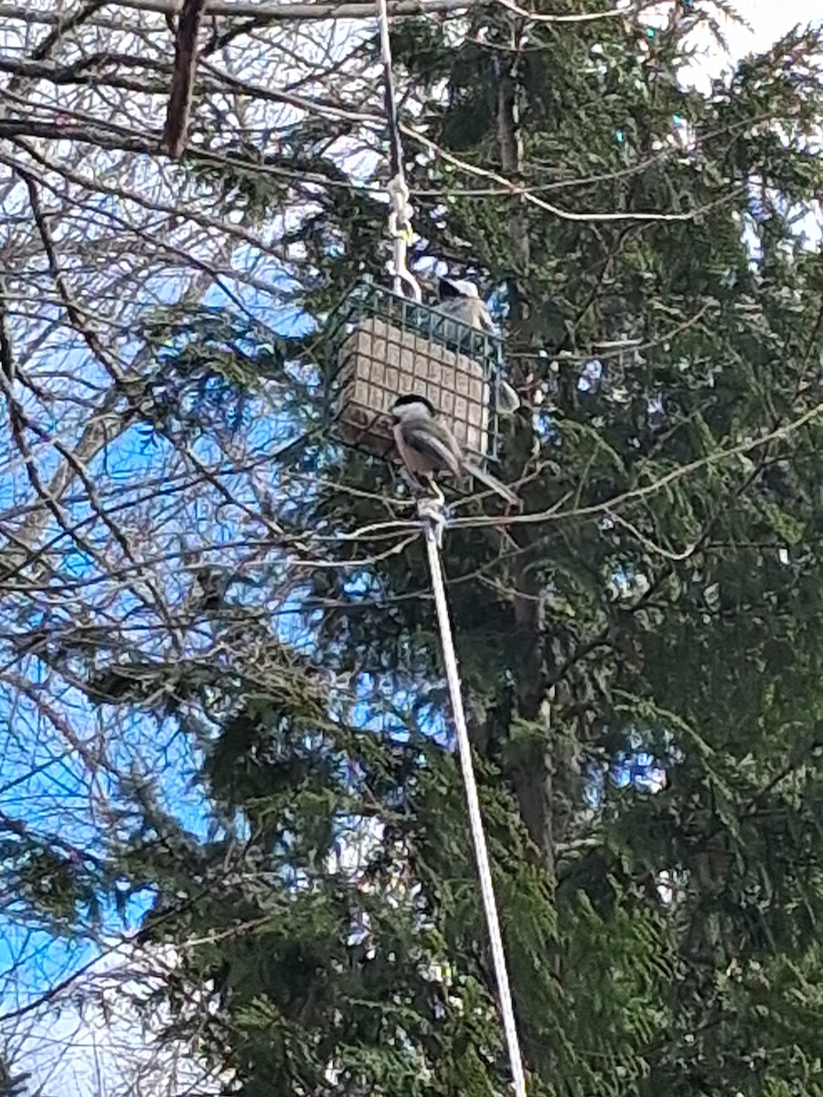 Black-capped Chickadee - ML646052454