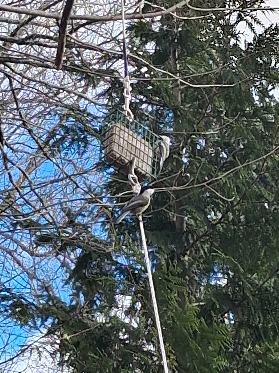 Black-capped Chickadee - ML646052455