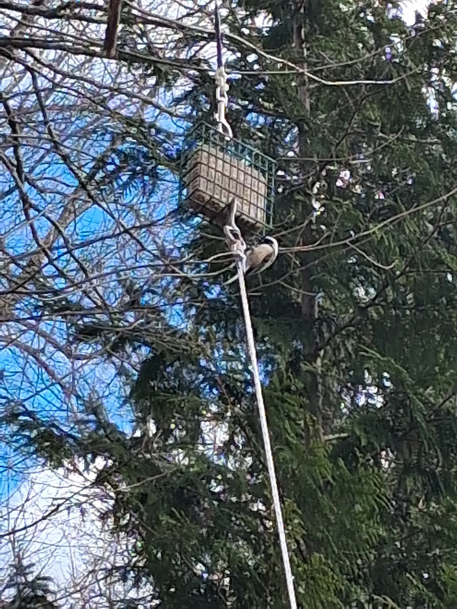 Black-capped Chickadee - ML646052456