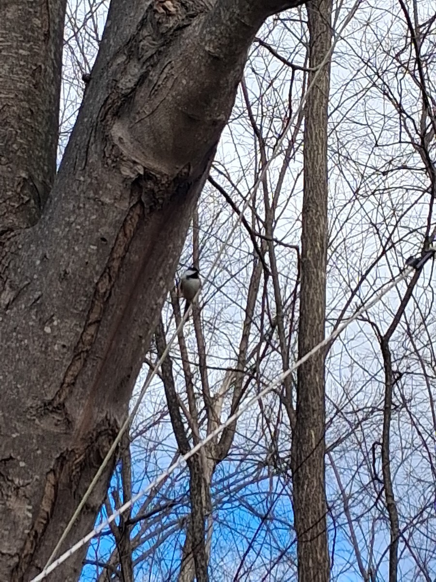 Black-capped Chickadee - ML646052457