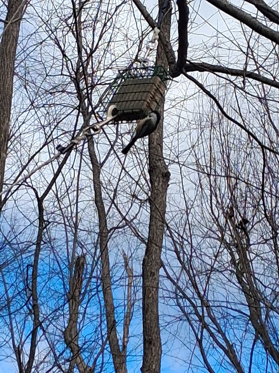 Black-capped Chickadee - ML646052458