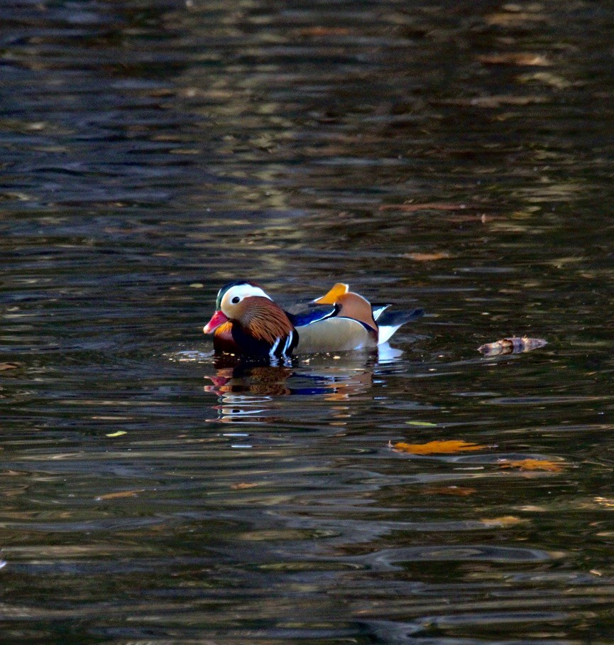 Mandarin Duck - ML646052461