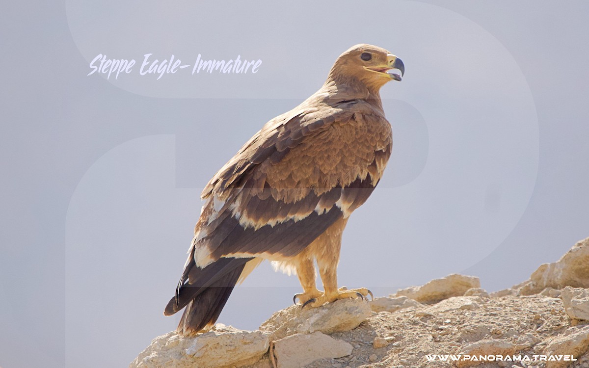 Steppe Eagle - ML646052465