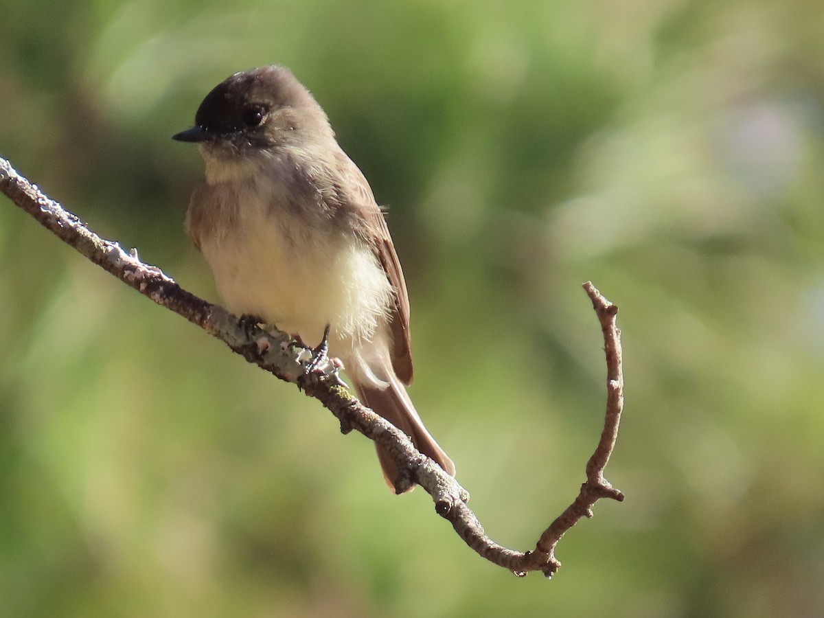 Eastern Phoebe - ML646052466