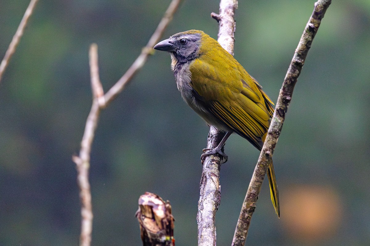 Buff-throated Saltator - ML646052469